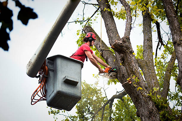  Kankakee, IL Tree Removal and Landscaping Services Pros